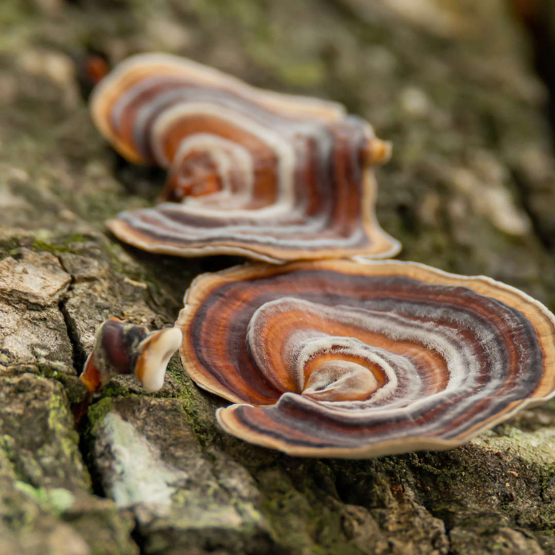 Medicinal Mushrooms: Traditional Wisdom Meets Modern Science